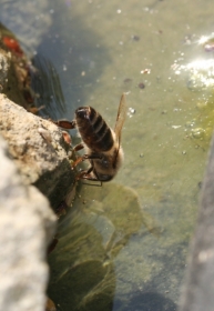 Arbeiterin beim Wasserholen